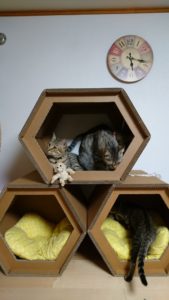 猫用段ボールハウス｜新着情報一覧｜七浦建設株式会社からのお知らせ 